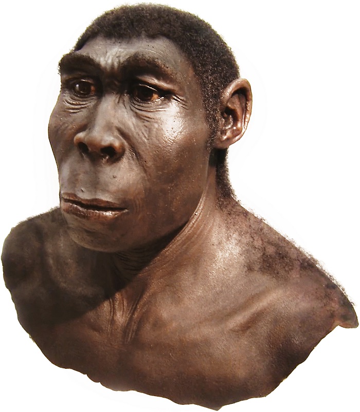 راست قامت (Homo erectus)