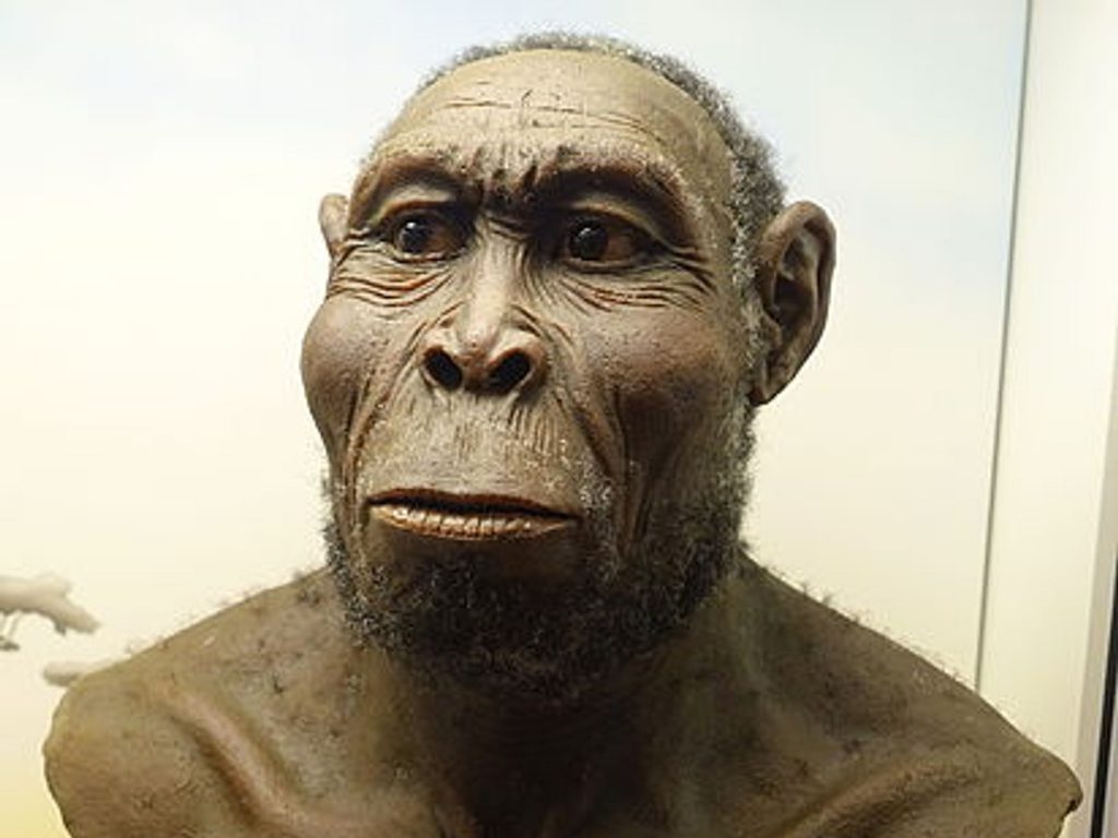 انسان رودلفی (Homo Rudolfensis)