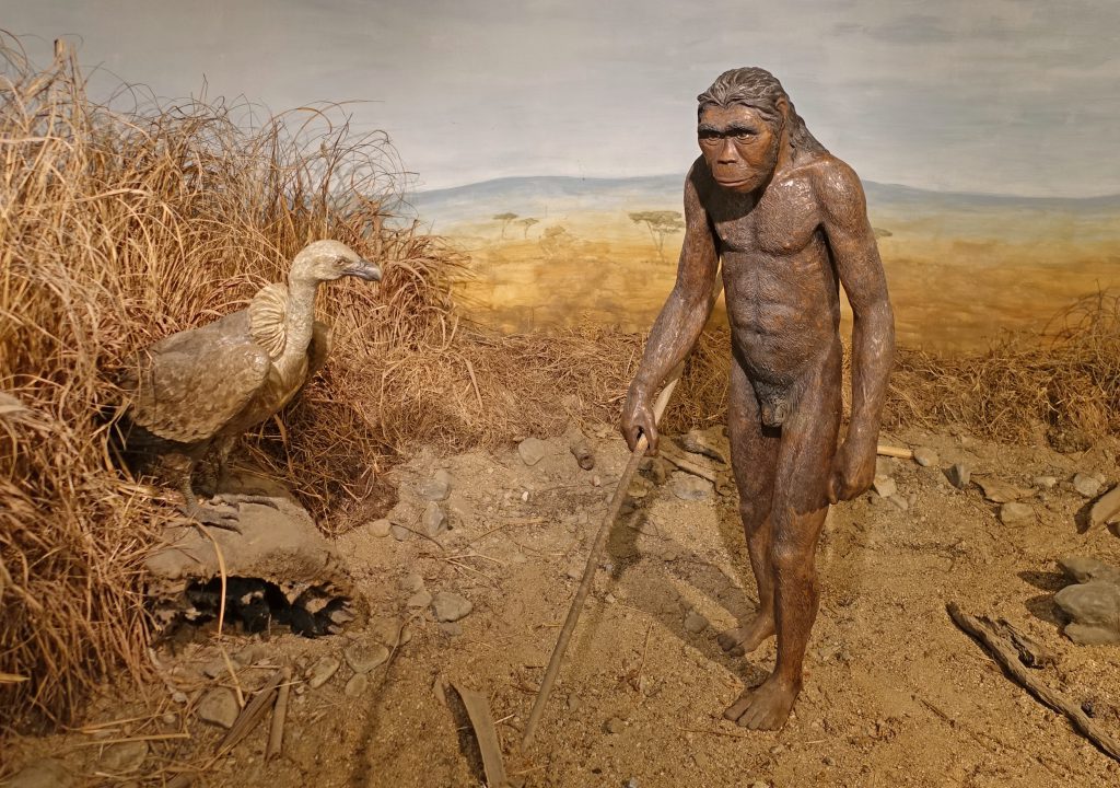 انسان ماهر (Homo habilis)