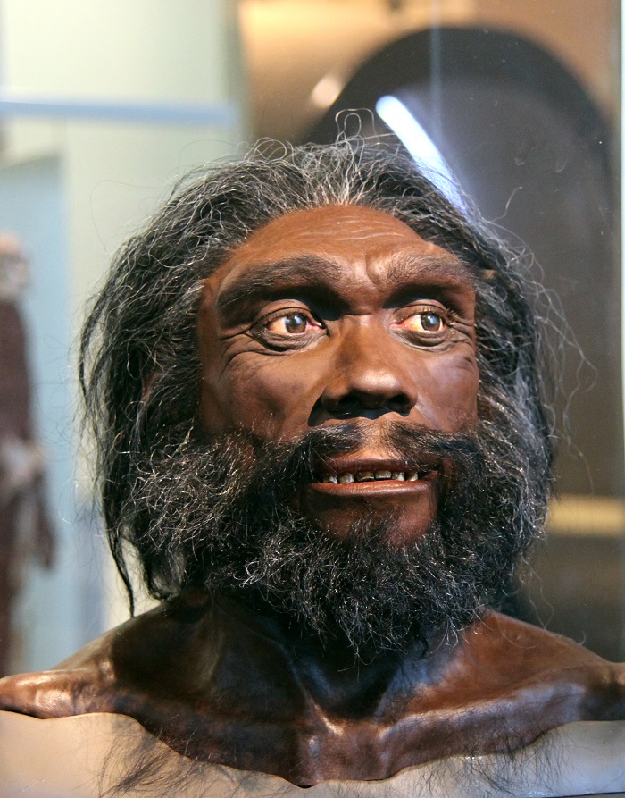 انسان هایدلبرگی (Homo heidelbergensis)